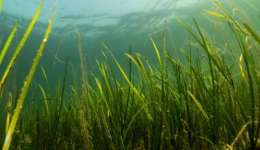 ‘Protected’ seagrass meadows aren’t necessarily healthy – because pollution doesn’t stop at the shoreline