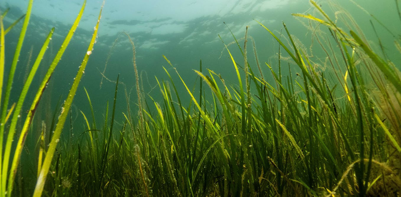 ‘Protected’ seagrass meadows aren’t necessarily healthy – because pollution doesn’t stop at the shoreline