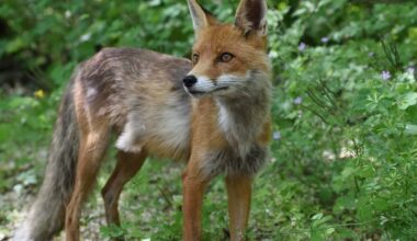 40 years on from the disaster, why there are foxes, bears and bison again around Chernobyl