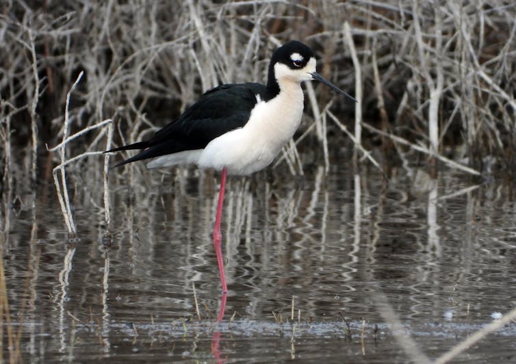 a black and white bird with a long narrow beak and thin long pink legs
