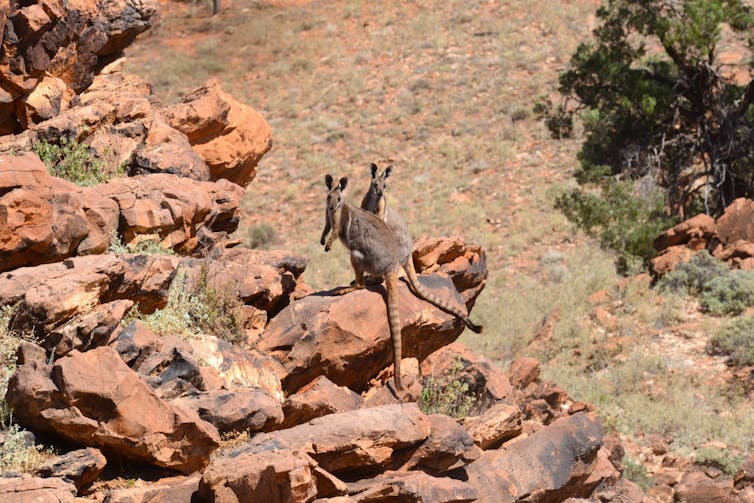 The Wangurru, or yellow-footed rock wallaby, in Mutawintji National Park.