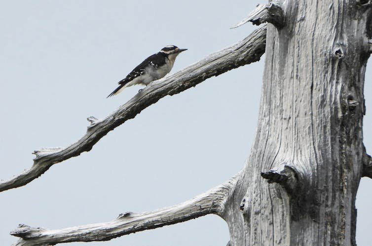 a small bird on a tree branch