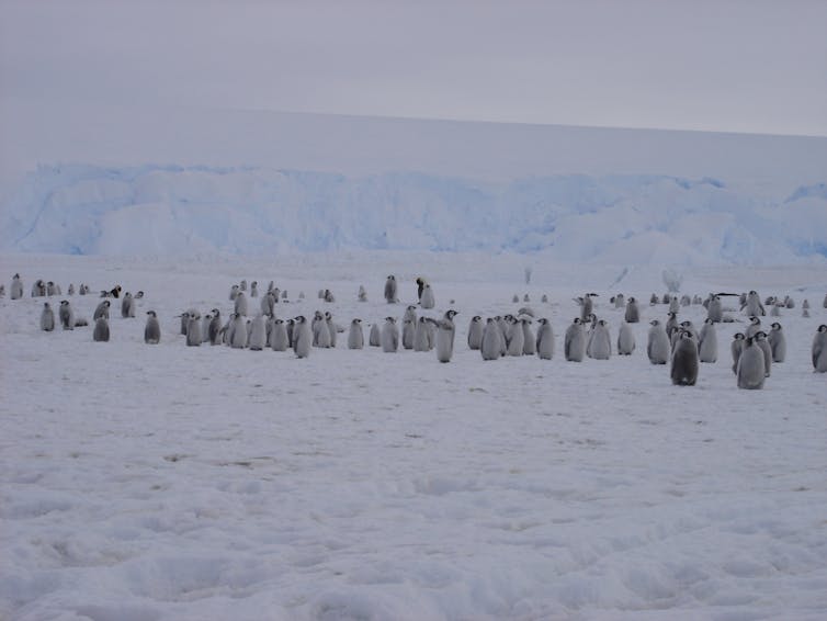 emperor penguin chicks at Cape Crozier.