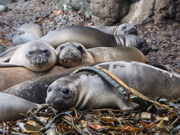 A group of southern elephant seals at rest.