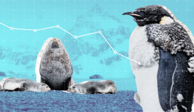 The beloved emperor penguin and Antarctic fur seal are now officially endangered. Here’s what can be done