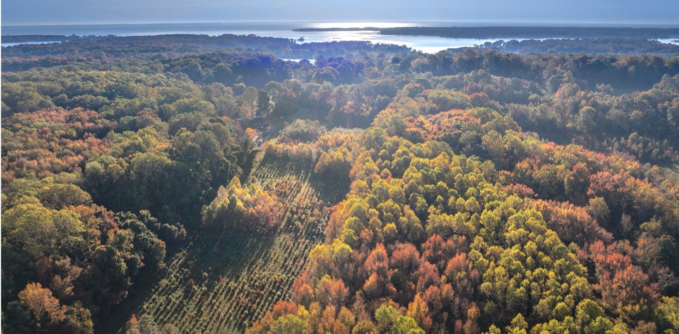 Don’t just plant trees, plant forests to restore biodiversity for the future