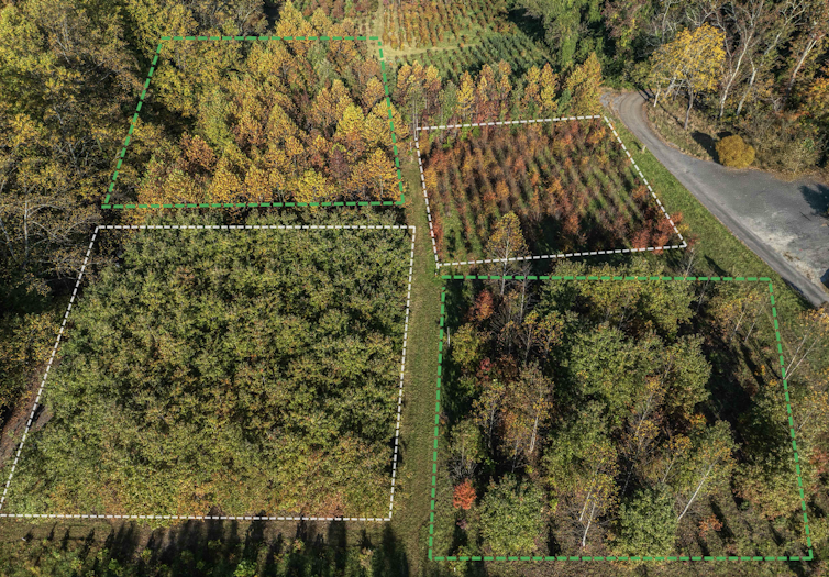 A photo of tree plots with dashed lines show the diversity in mixed plots.