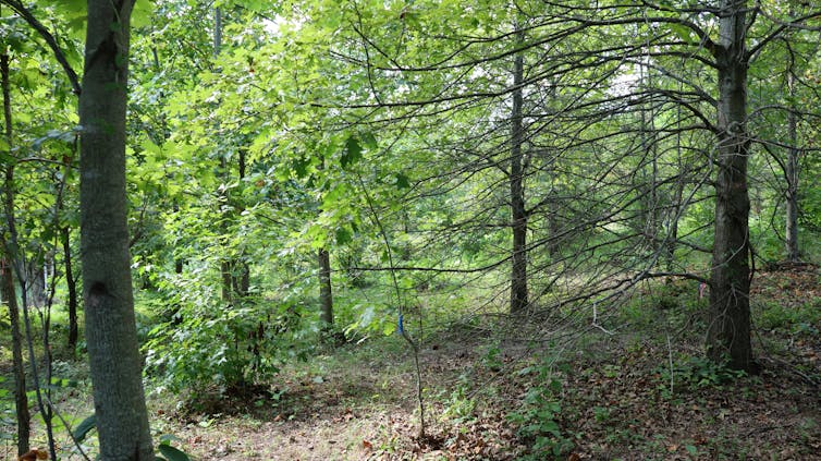An area that looks like a natural forest, with trees of different sizes, some undergrowth and a canopy of tree cover to keep conditions cooler.