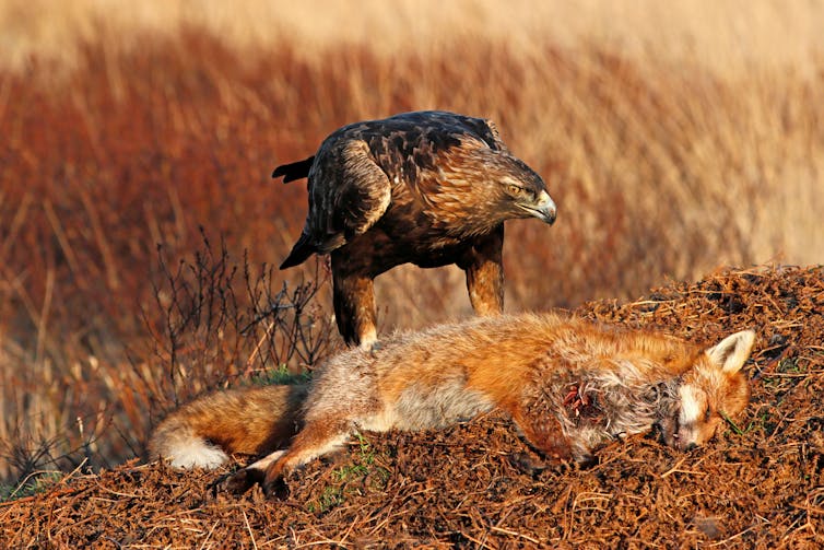 Eagle eating dead fox