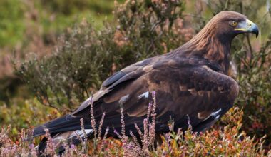 Golden eagles in England? Here’s the ecological case for bringing them back