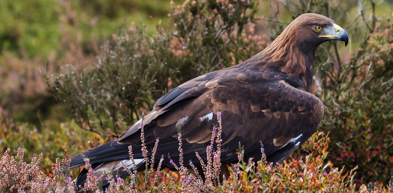 Golden eagles in England? Here’s the ecological case for bringing them back