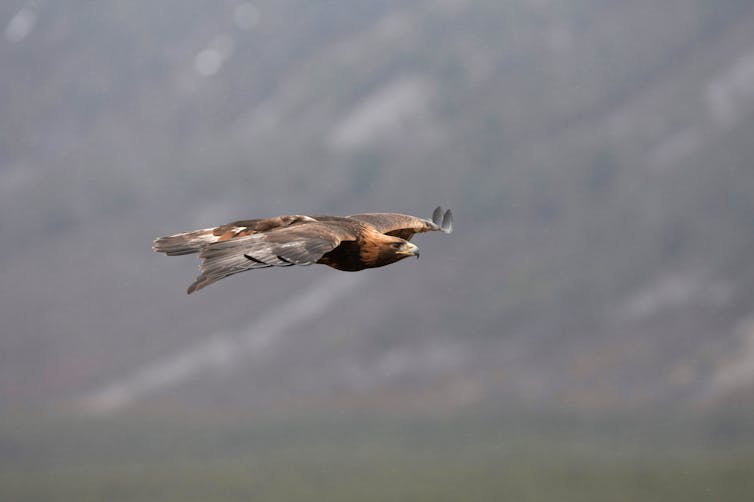 Golden eagle flying