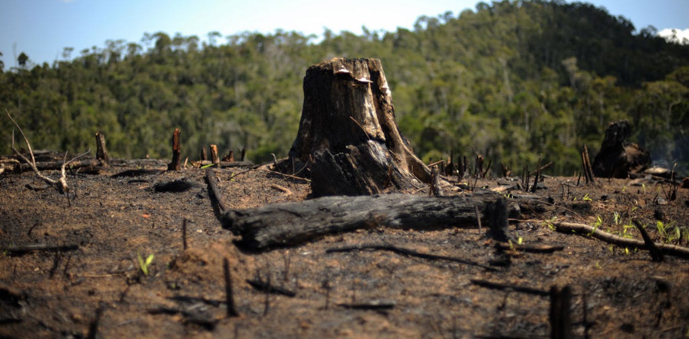 Our efforts to halt global forest loss aren’t working: new research
