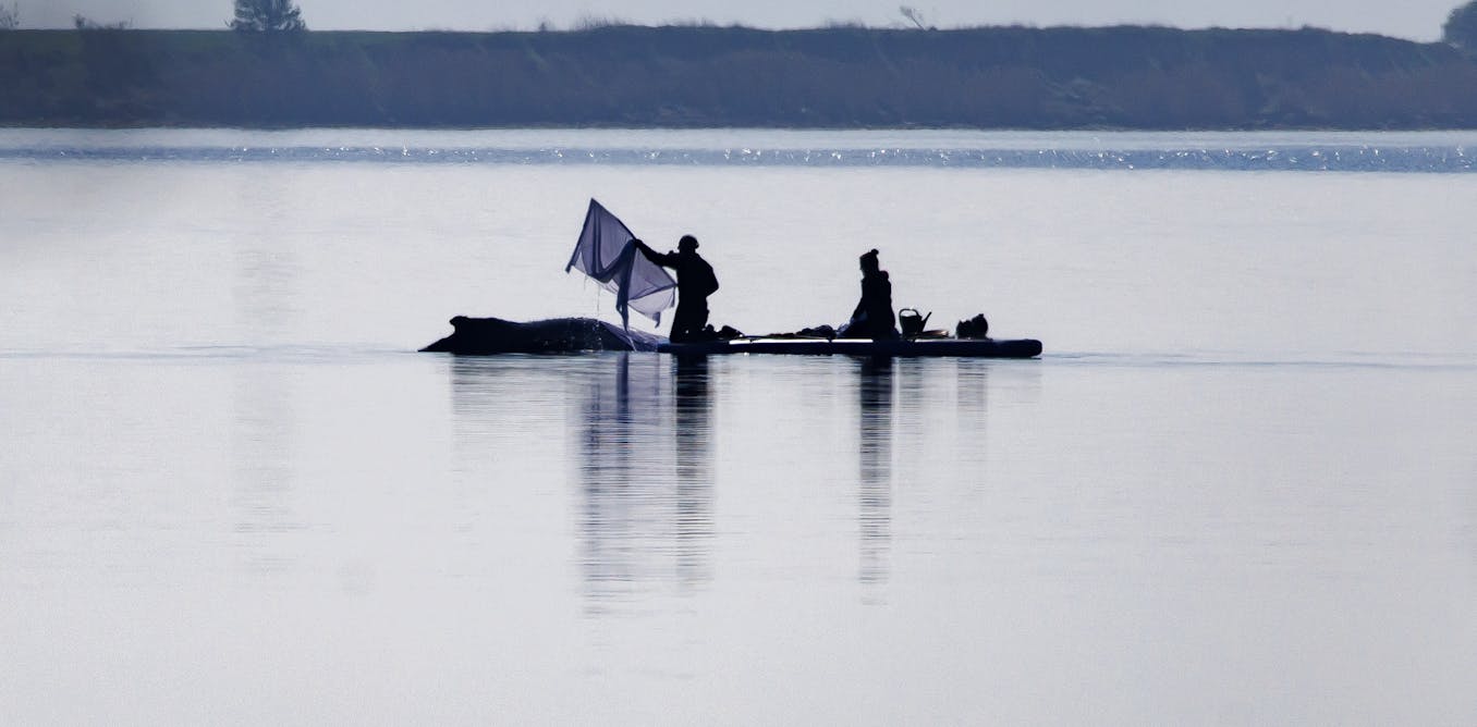 Whale strandings draw emotional responses. But repeated rescues can cause more harm
