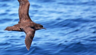 More shearwaters are washing up dead on Australian beaches. It’s not due to ‘natural’ causes
