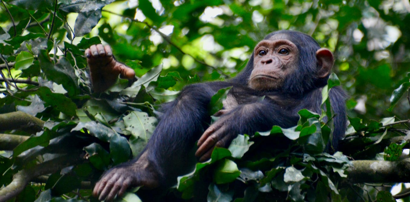 Nest-building chimpanzees seem to anticipate future weather
