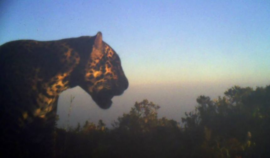 A jaguar detected in the mountains of Sierra del Merendón, Honduras in 2016. Its discovery prompted wild cat conservation organization Panthera and its partners to establish a wildlife corridor spanning Honduras and Guatemala.