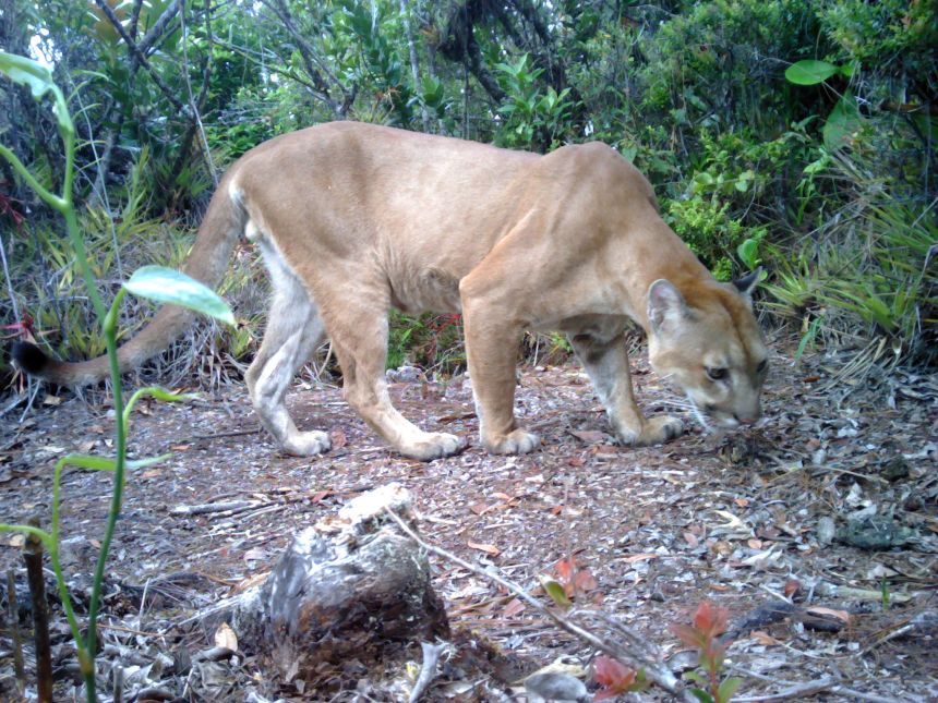 A puma was detected by camera traps in Honduras' Sierra del Merendón mountain range in 2017 for the first time, after 17 years of surveys. There have been multiple sighting since.