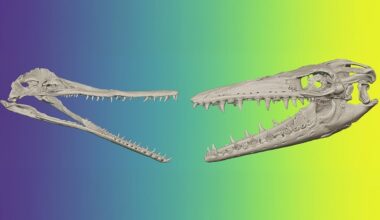 Brighter Side of News