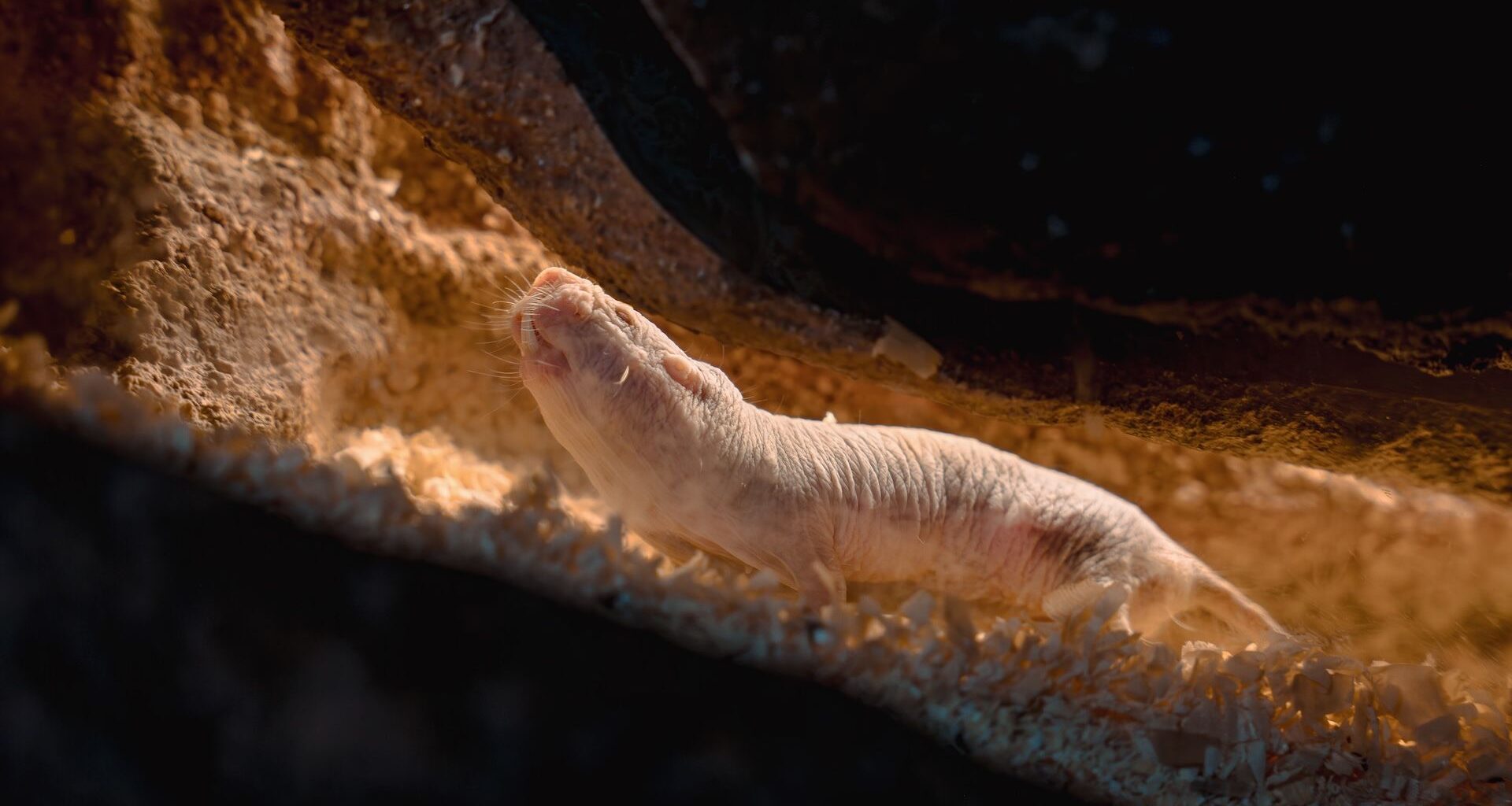 a photo of a naked mole rat in a tunnel