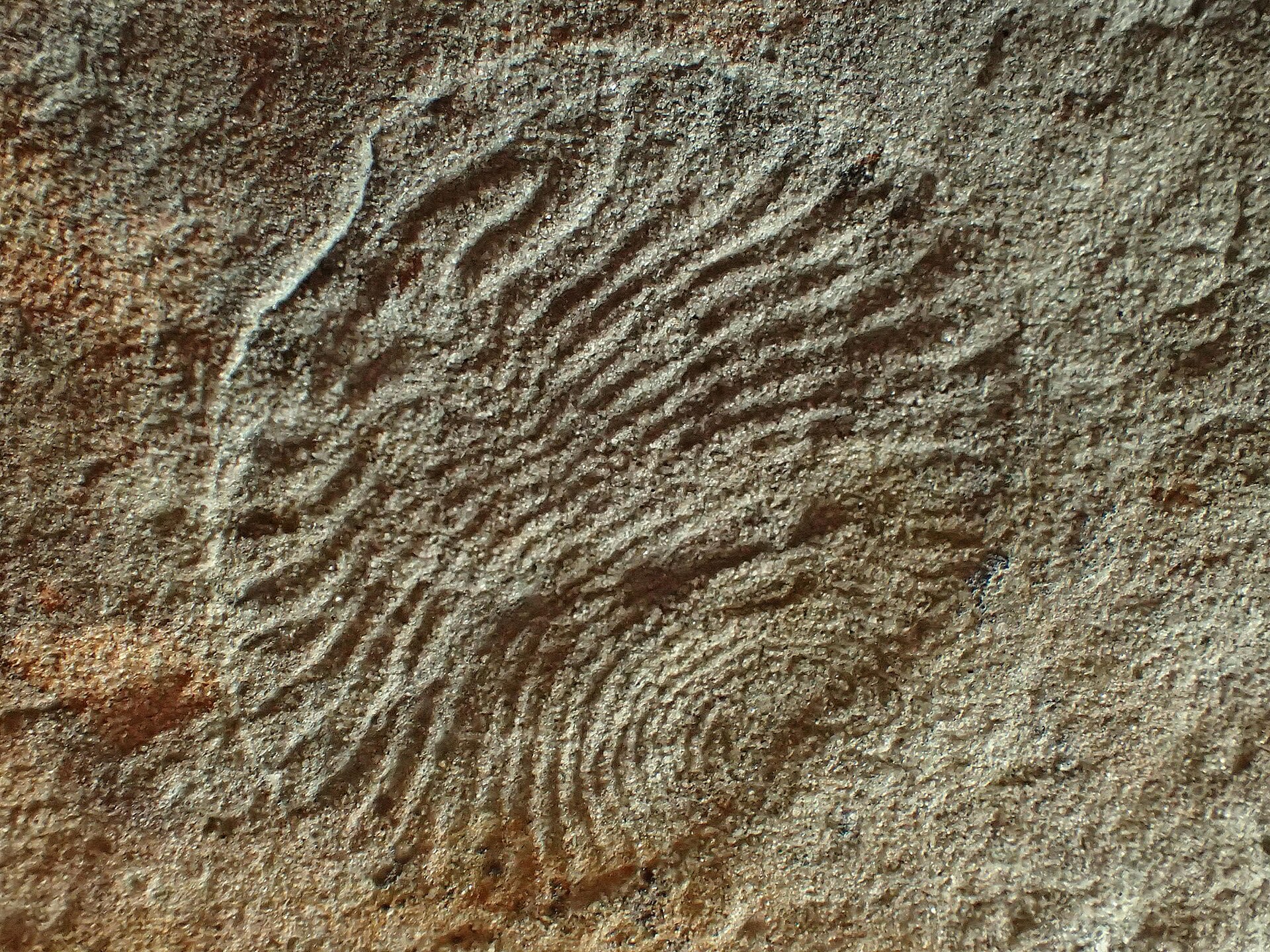 Fossil of Archaeaspinus, a member of the Ediacaran biota