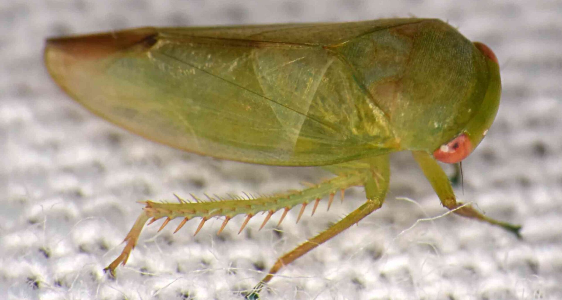 Scientists identify seven new leafhopper species in Africa
