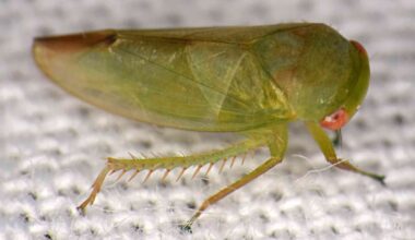 Scientists identify seven new leafhopper species in Africa