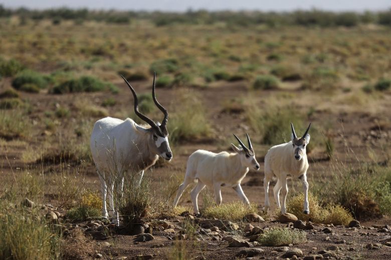 A scimitar-horned oryx and two infants in Morocco, 20205. The species was declared extinct in the wild before being bred in captivity and successfully reintroduced.