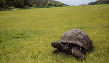 World’s oldest known tortoise still very much alive and (slowly) kicking despite rumor to the contrary