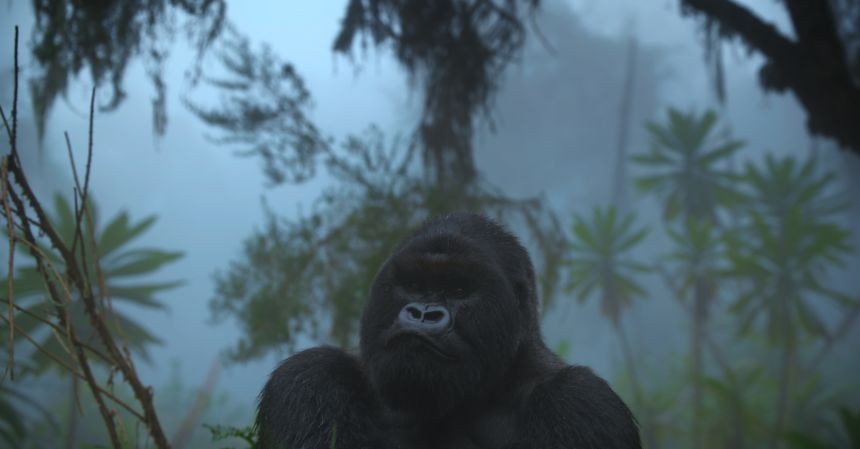 While mountain gorillas were downlisted from “critically endangered” to “endangered” on the IUCN Red List in 2018, their survival still depends on active conservation.