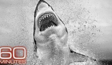 Photographer Reflects on Epic Career Capturing Great White Sharks on '60 Minutes'