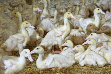 Béatrice Grasland, head of avian virology and immunology: “Vaccination doesn’t stop infection by the virus, but it limits the clinical signs and diminishes the excretion of the virus by infected animals." Photo: Koos Groenewold