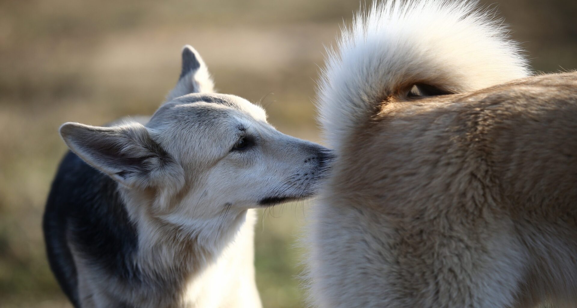 Gut bacteria shape social behavior through smell signals