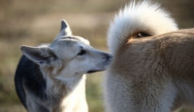 Gut bacteria shape social behavior through smell signals