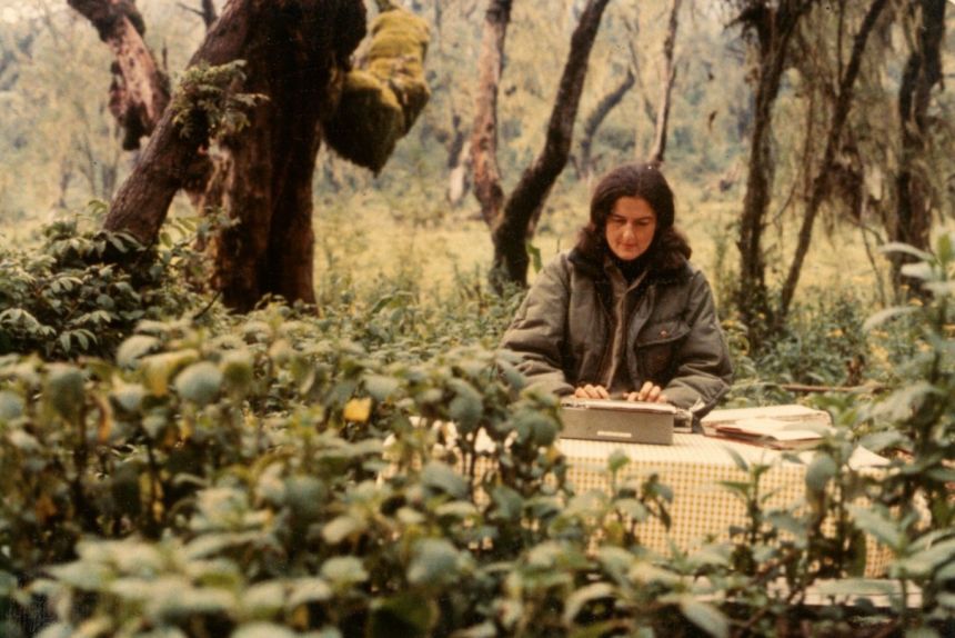 Primatologist Dian Fossey (pictured here) became known for her boots-on-the-ground approach to mountain gorilla conservation. In 1967, she set up a research station within the Virunga Mountains to study and help protect the critically endangered species.