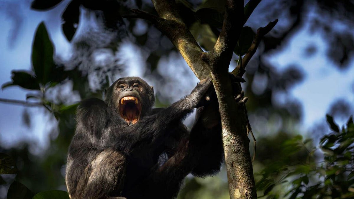 Even the Chimps Are Going to War