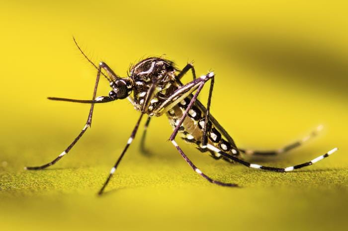 Argentina reports hundreds of new chikungunya cases