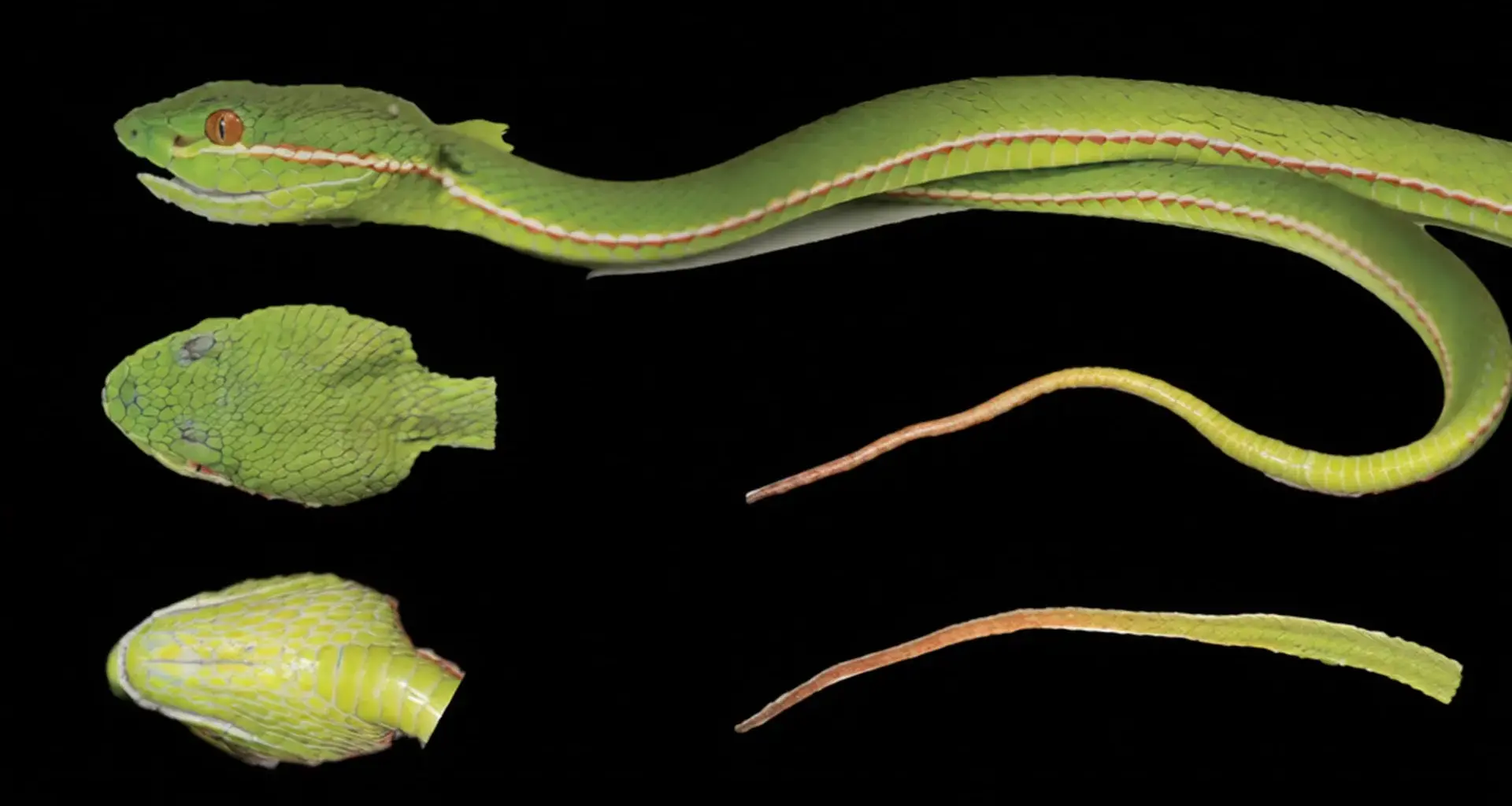 DNA reveals a hidden pitviper species in China