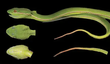 DNA reveals a hidden pitviper species in China