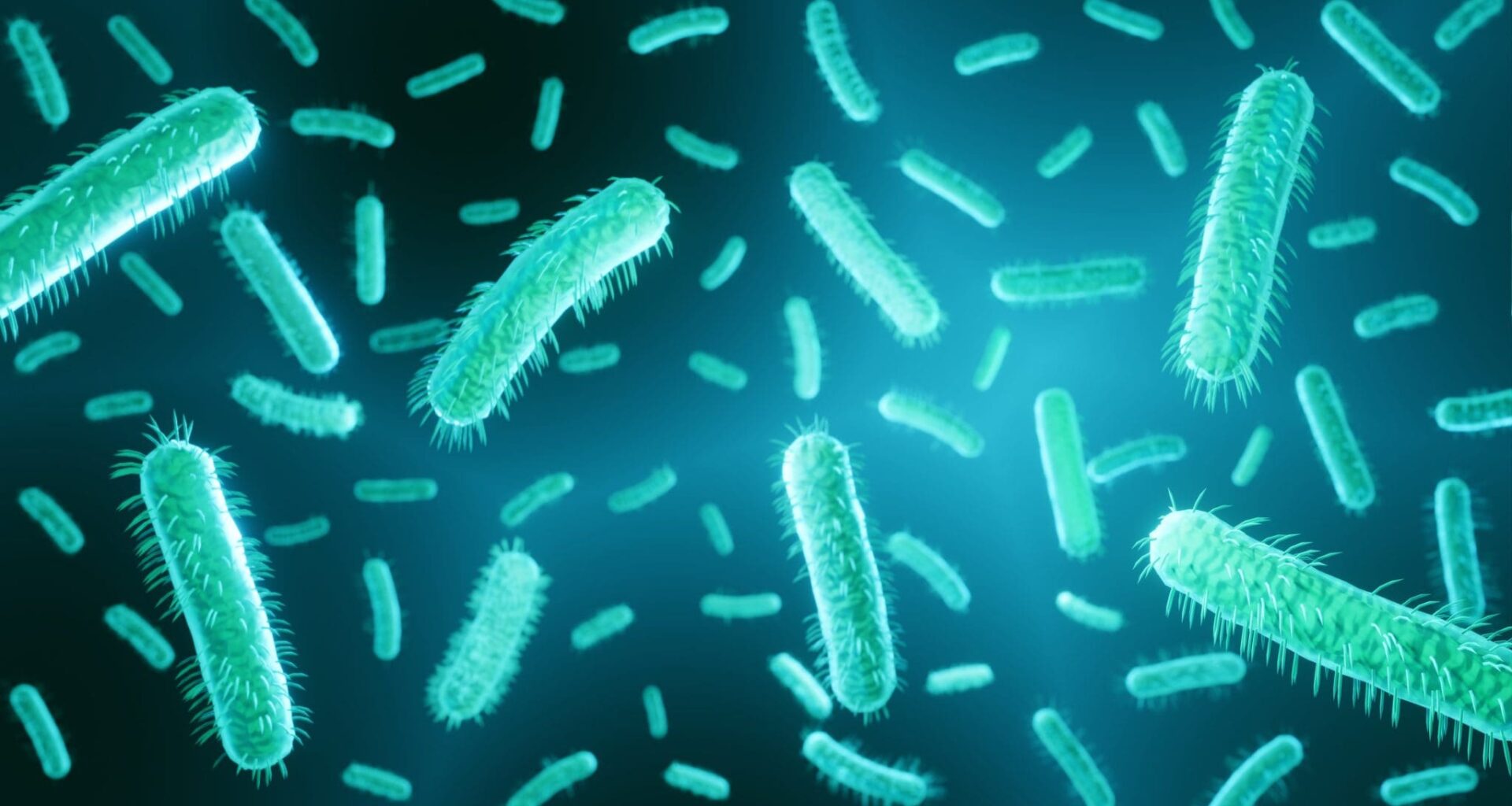 E. coli bacteria