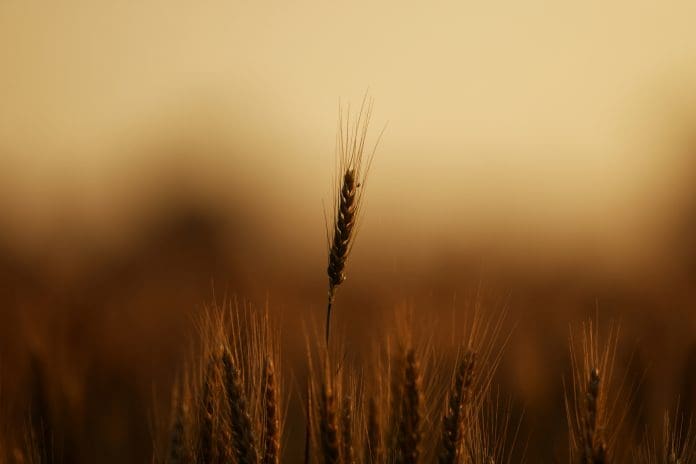 Wheat in sunlight