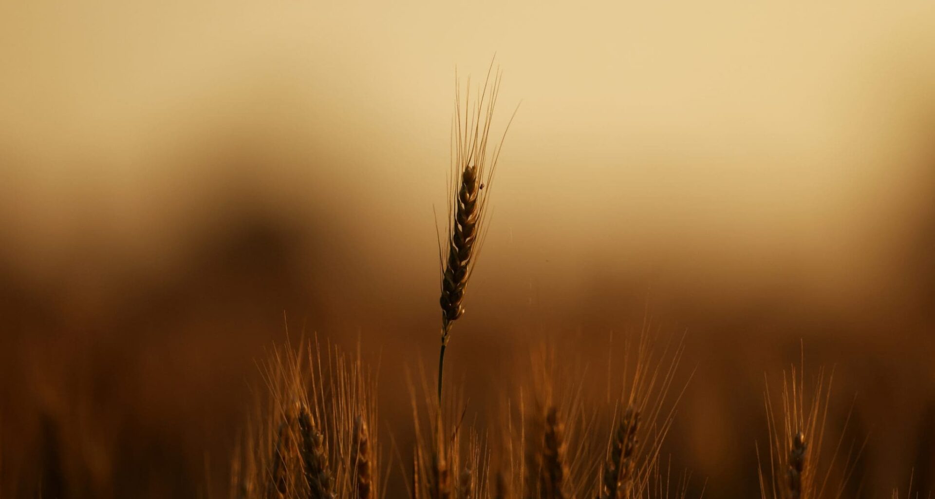 Wheat in sunlight