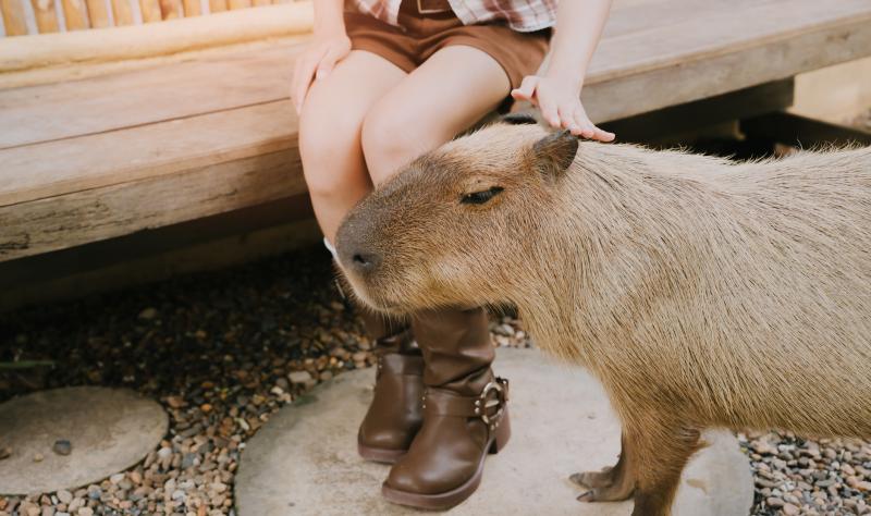 The longer a wild mammal is traded, the greater the risk to public health, analysis finds