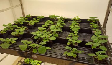 Scientists Create Plant That Produces Ayahuasca, Shrooms, and Toad Psychedelics All At Once