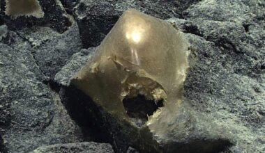 Marine Biologists Solve Mystery of Deep-Sea ‘Golden Orb’