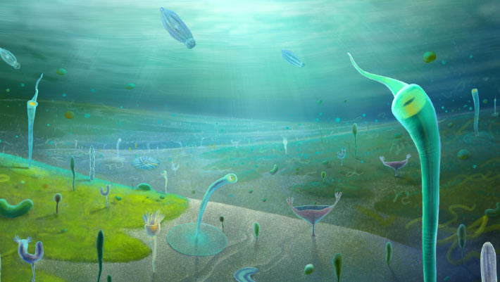 Ediacaran Fossils from China Rewrite Timeline of Animal Evolution