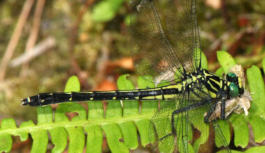 Asiagomphus melaenops female in Miroku forest, Kasugai, Aichi prefecture, Japan. Image credit: Alpsdake / CC BY-SA 4.0.