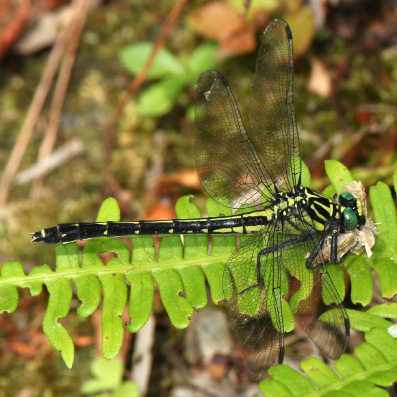 Asiagomphus melaenops female in Miroku forest, Kasugai, Aichi prefecture, Japan. Image credit: Alpsdake / CC BY-SA 4.0.