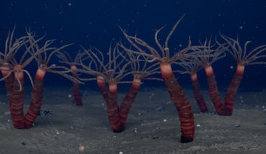 Depiction of Paleocanna tentaculum individuals living in single tubes, as well as clusters of two or three tubes attached together. Image credit: Ramirez-Guerrero et al., doi: 10.1017/jpa.2025.10211.