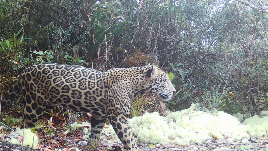 A young male jaguar captured on camera in Honduras’ Sierra del Merendón mountain range on February 6, 2026. The sighting was the first time a jaguar had been spotted in the range for a decade.